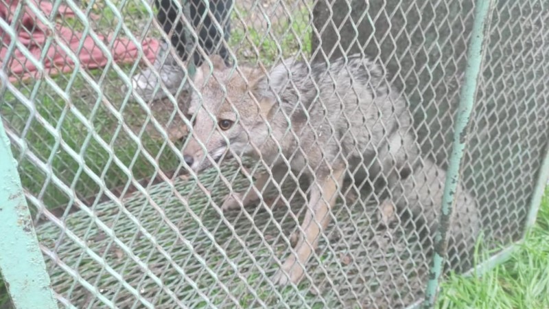 Atraparon en Ciudadela al zorro que sorprendió a los vecinos en Mataderos | Actualidad