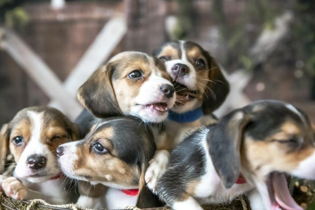 Le buscan hogar a 4000 beagles rescatados: iban a ser sometidos a experimentos farmacológicos | Internacionales