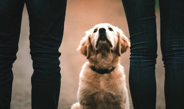 Perderán la custodia de sus hijos los maltratadores de animales en Cataluña | Internacionales