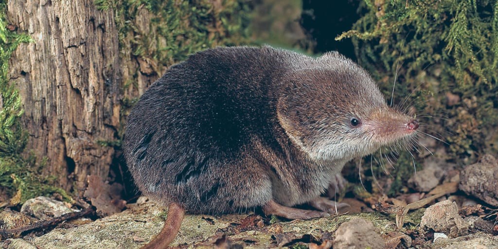 Alerta en China por un nuevo virus de origen animal que infecta a humanos: los síntomas | Internacionales