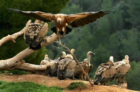 Murieron envenenados 150 buitres en peligro de extinción (1) | Internacionales