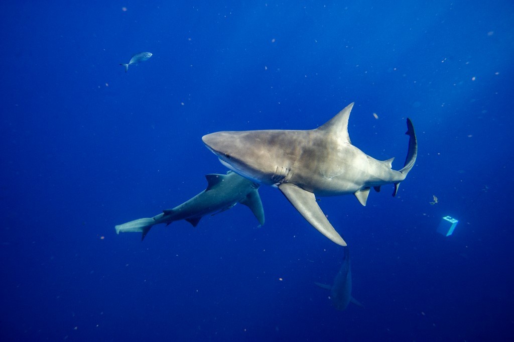 Le amputaron la pierna a un niño que había sido mordido por un tiburón en Florida | Internacionales