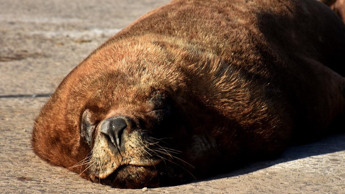 Rescatan a un lobo marino atrapado en un túnel de una central eléctrica en Mar del Plata | Actualidad