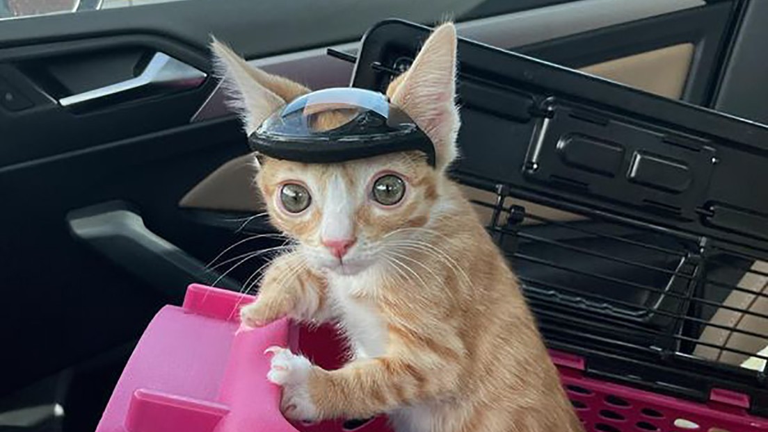 Un gatito es furor en Internet por usar casco, pero lo hace por una triste razón | Curiosidades