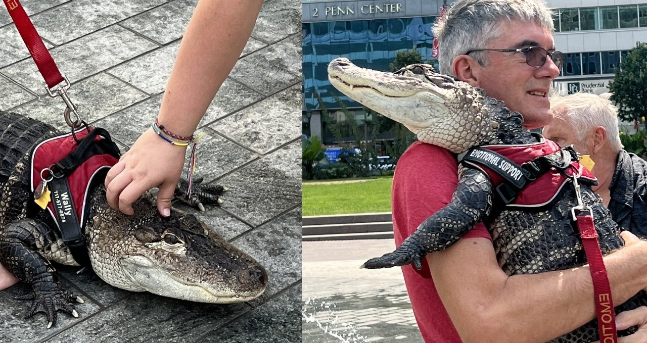 Una niña pasea su caimán de “apoyo emocional” | Internacionales
