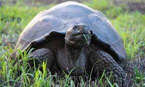 Investigan presunta cacería de tortugas gigantes en las Galápagos | Internacionales