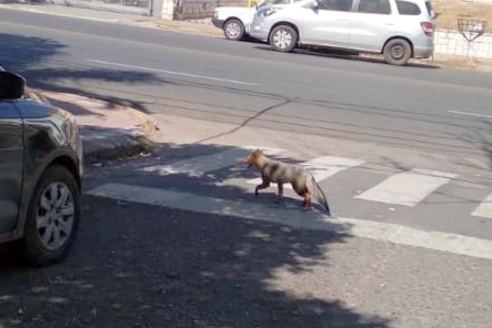 Buscan a un zorro suelto en Nueva Córdoba | Córdoba
