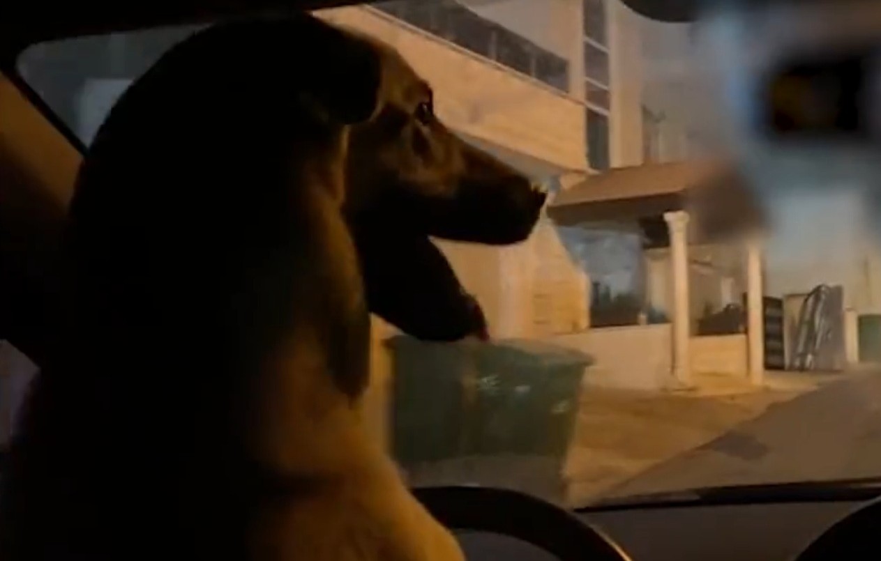 Video: puso a “manejar” a su perro y terminó detenido | Internacionales