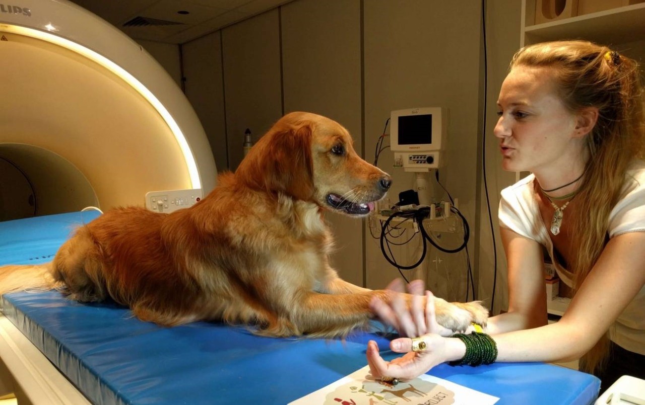 Revelan cómo los perros perciben el mundo | Clima, Naturaleza y Medio ambiente