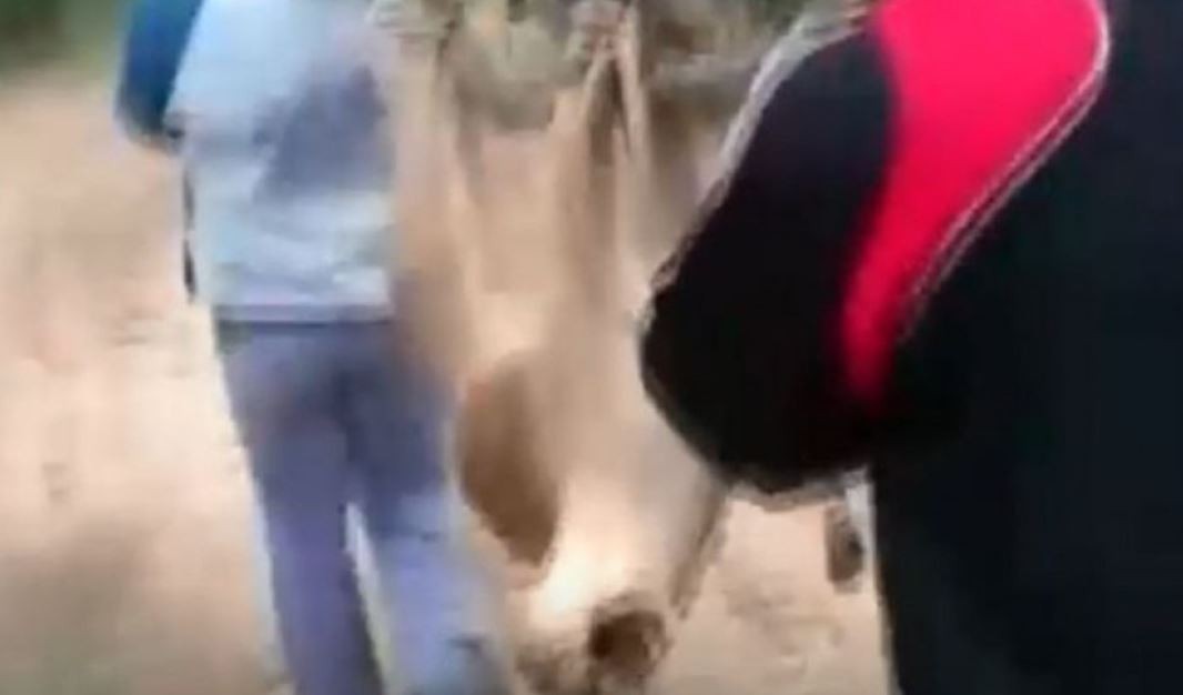 Buscan a dos personas que se filmaron matando a palazos a un puma | Actualidad