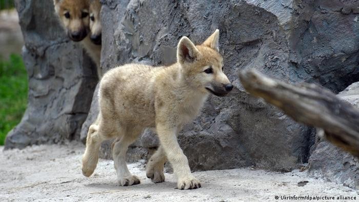 China anunció la primera clonación de un lobo ártico | Internacionales