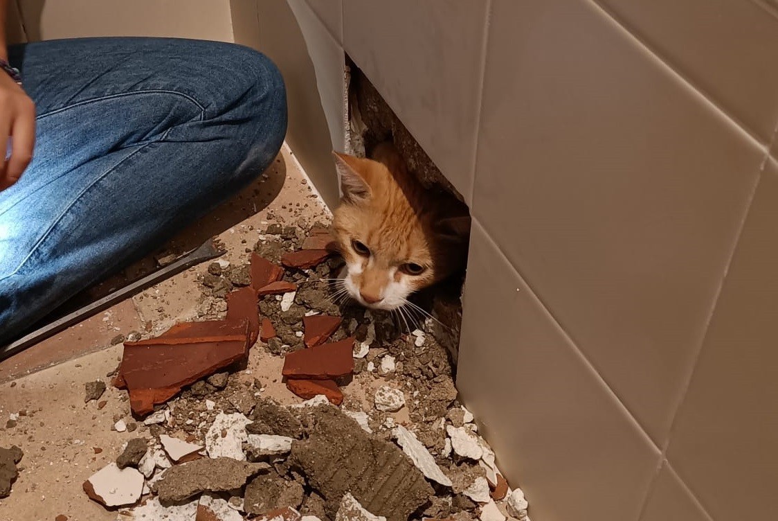 Le hicieron reformas en la bañera y se dejaron el gato dentro de la pared | Curiosidades