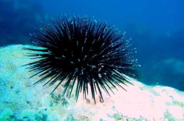 Científicas patagónicas desarrollaron un suplemento dietario a partir del erizo de mar | Salud