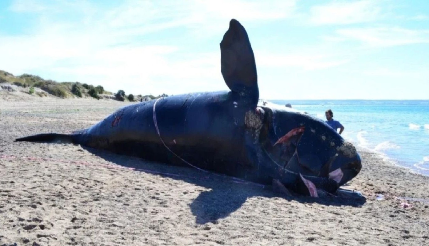 Investigación: ya son 15 las ballenas muertas en Península de Valdés | Actualidad