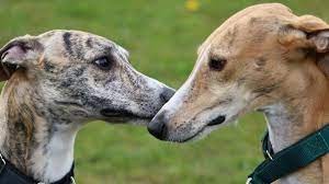 Carreras ilegales de galgos: un año de prisión en suspenso para el responsable | Actualidad