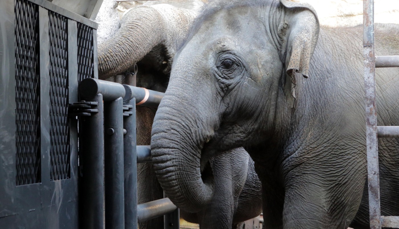 Murió Pocha, la elefanta trasladada desde Mendoza a Brasil | Actualidad