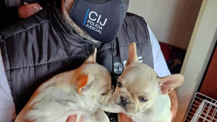 Clausuraron un nuevo criadero de perros ilegal: estaban en pésimo estado de salud | Actualidad