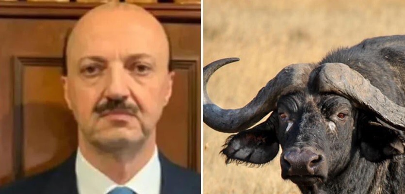 Entre Ríos: un cazador murió tras ser atacado por el búfalo al que le había disparado | Actualidad