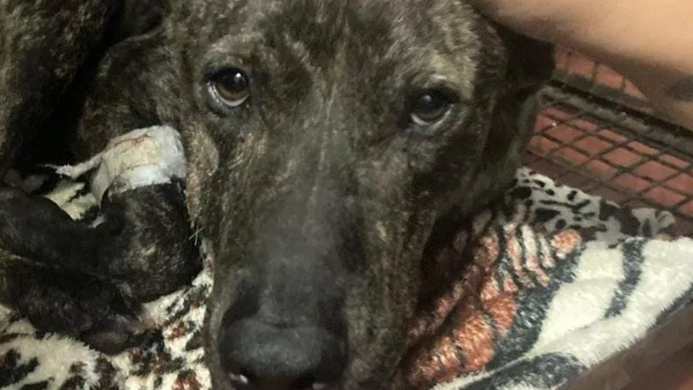 Baleó a un perro y deberá pagar $100.000 | Actualidad