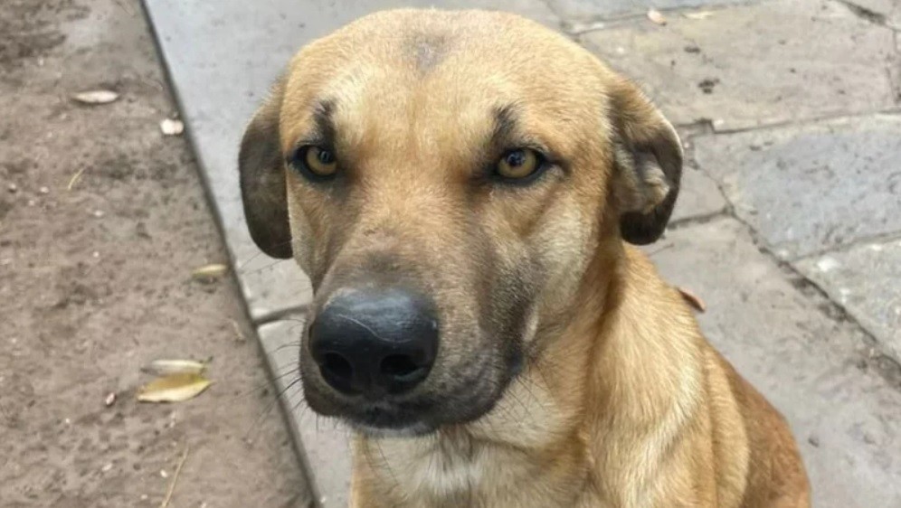 "Graduado en amor incondicional": le armaron un CV a su perro para encontrarle un hogar adoptivo | Actualidad