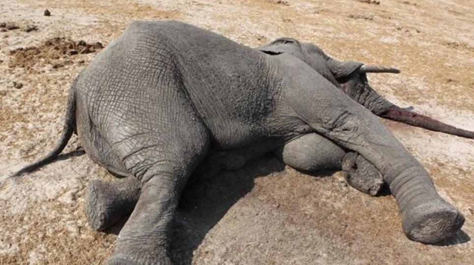 Más de 200 elefantes y casi 400 cebras murieron este año en Kenia por la grave sequía que atraviesa la región | Internacionales