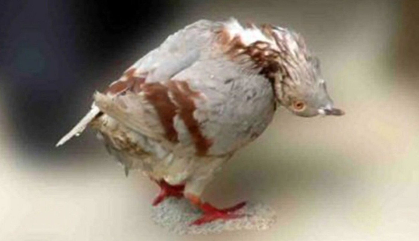 Alas temblorosas y cuellos torcidos: alertan por un virus que deja a las palomas como "zombies" | Internacionales