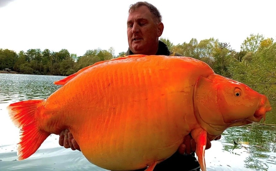 Tras batallar 25 minutos, logró atrapar al pez dorado más grande del mundo | Internacionales