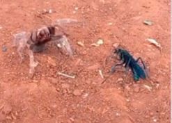 Video: Una avispa negra y una tarántula se enfrentaron en una chacra de Misiones | Actualidad