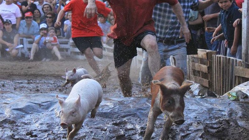 Polémica en Mendoza: Un municipio aprobó los juegos del chancho enjabonado y corrida de gallinas | Actualidad