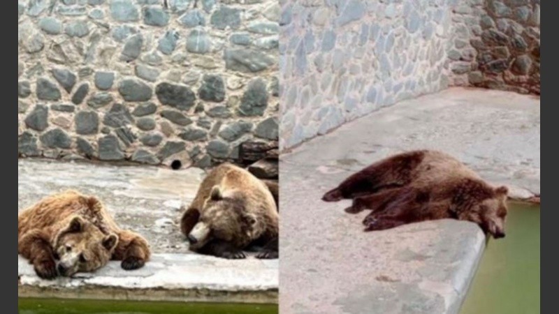 Organizaciones de defensa de animales reclaman cierre de una reserva en Tucumán | Actualidad