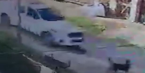 Un patrullero atropelló a un perro, lo mató y no lo asistió | Actualidad