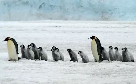 Descubren nueva colonia de pingüinos emperador en la Antártida gracias a imágenes satelitales | Actualidad