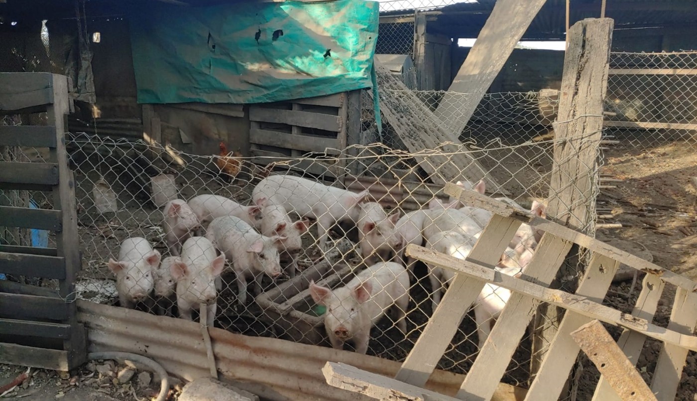 Alerta por el aumento de casos de triquinosis en el sur de Santa Fe | Actualidad