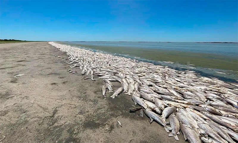 Santa Fe: La canalización de lagunas y los agroquímicos son la causa de la mortandad de miles de peces | Actualidad