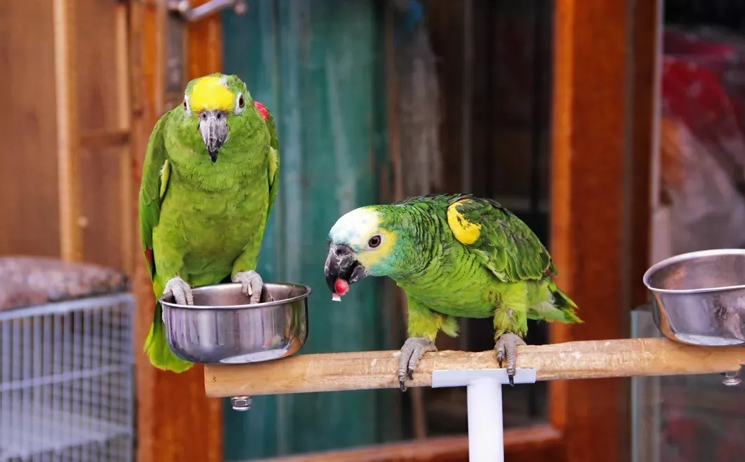 Qué es y cómo prevenir la psitacosis, la gripe del loro | Actualidad