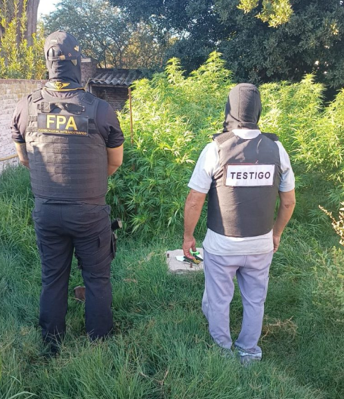 Desmantelan un invernadero de marihuana a metros de la Municipalidad de Monte Buey | Córdoba