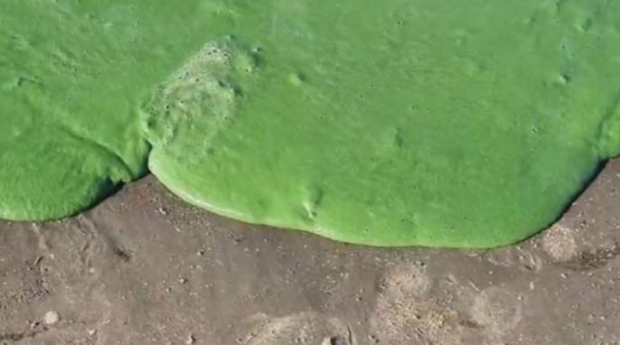 Alertan sobre la presencia de cianobacterias en la costa bonaerense del Río de La Plata | Actualidad