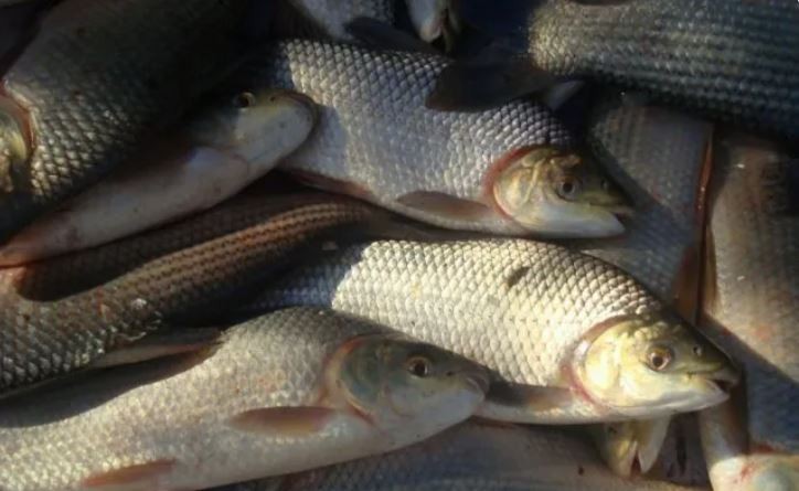 Agrotóxicos: Recomiendan no consumir peces del río Salado en Santa Fe | Actualidad