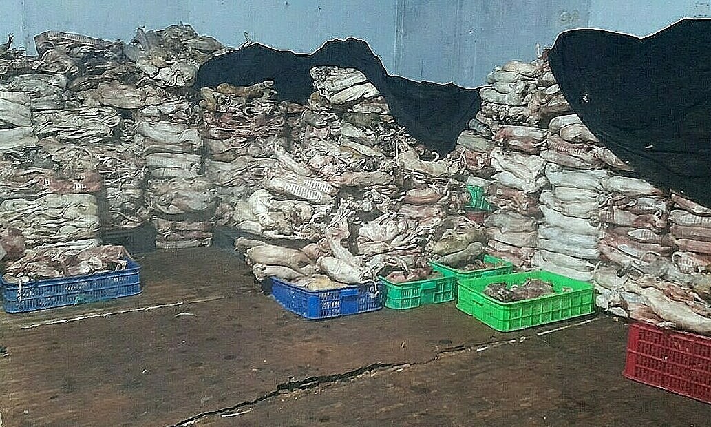 Hallan 2.000 gatos muertos destinados a la medicina tradicional | Internacionales