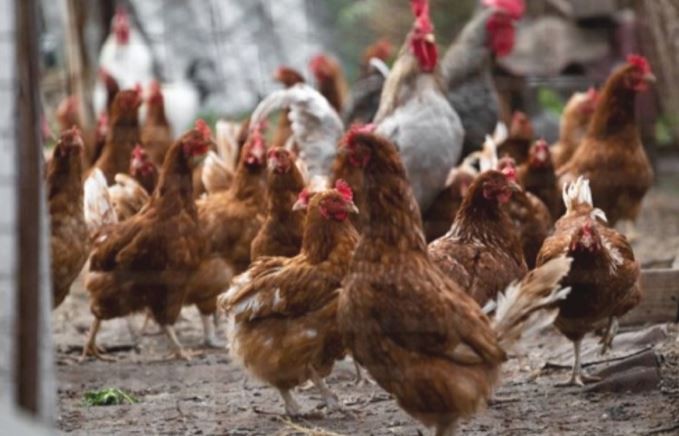 Detectaron dos nuevos casos de gripe aviar en Córdoba y Salta | Actualidad