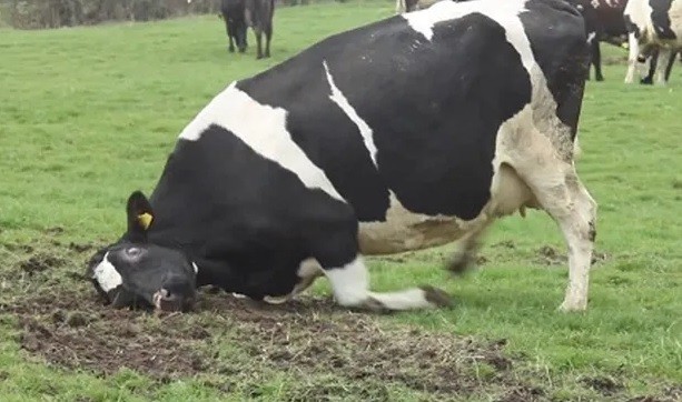 Brasil analiza un posible caso de "vaca loca" | Internacionales