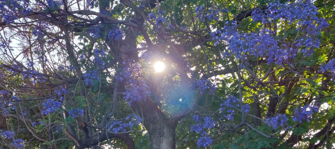 Cielo despejado, nublándose parcialmente por la tarde. Máxima de 32° | Clima, Naturaleza y Medio ambiente