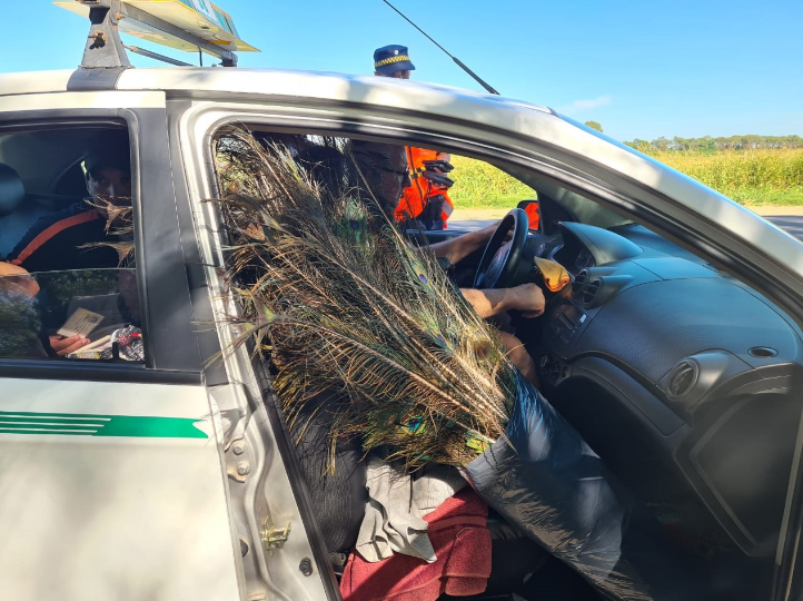 Nuevos casos positivos de influenza aviar en aves de traspatio en la Provincia | Córdoba
