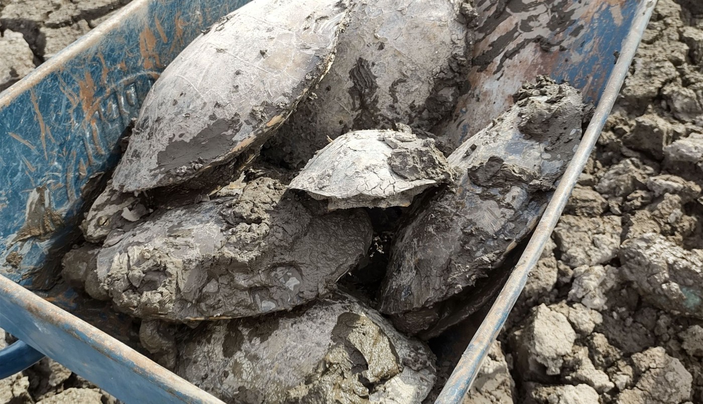 Una familia correntina rescató más de 70 tortugas de una laguna que se secó | Actualidad