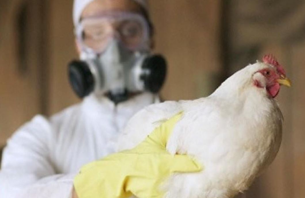 Alerta por gripe aviar: sacrificaron a medio centenar de patos, gansos y gallinas en Puan | Actualidad