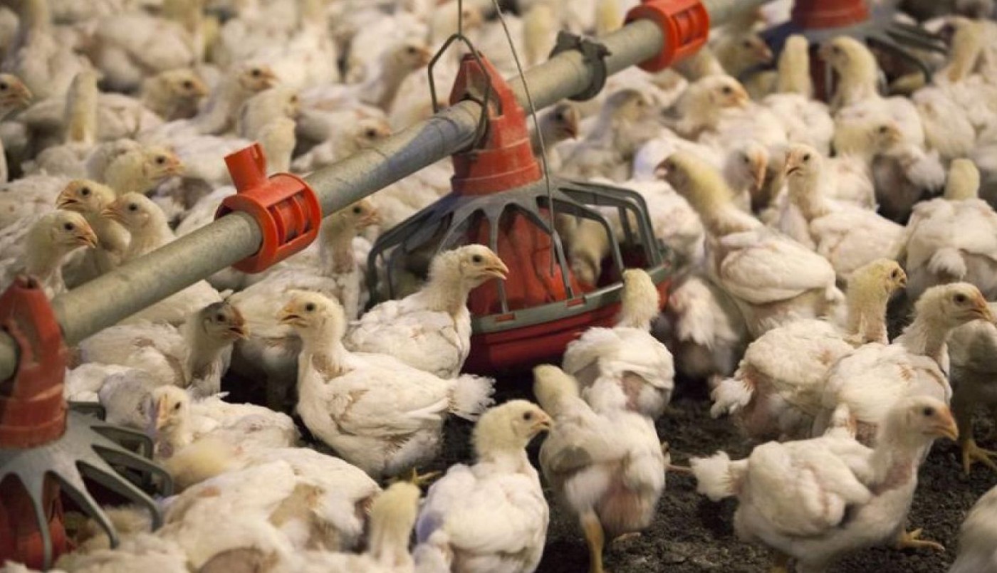 Confirmaron el primer caso de gripe aviar en aves de corral y el Gobierno suspendió las exportaciones | Actualidad