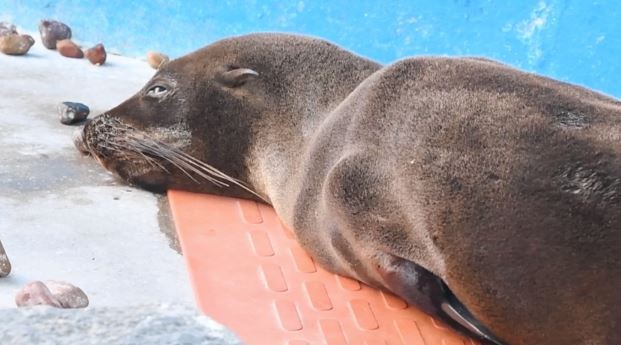 La desnutrición fue la principal causa de atención de animales en Mundo Marino durante 2022 | Actualidad