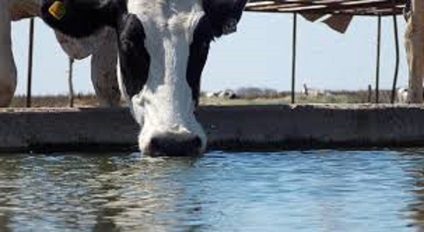 Tragedia en un tambo: una nena de 1 año murió ahogada en un bebedero de animales | Actualidad