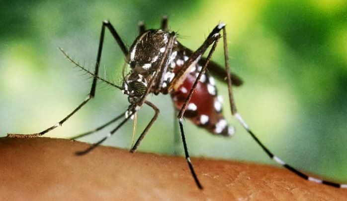 Ascienden a 21 los casos de chikungunya en Misiones | Actualidad