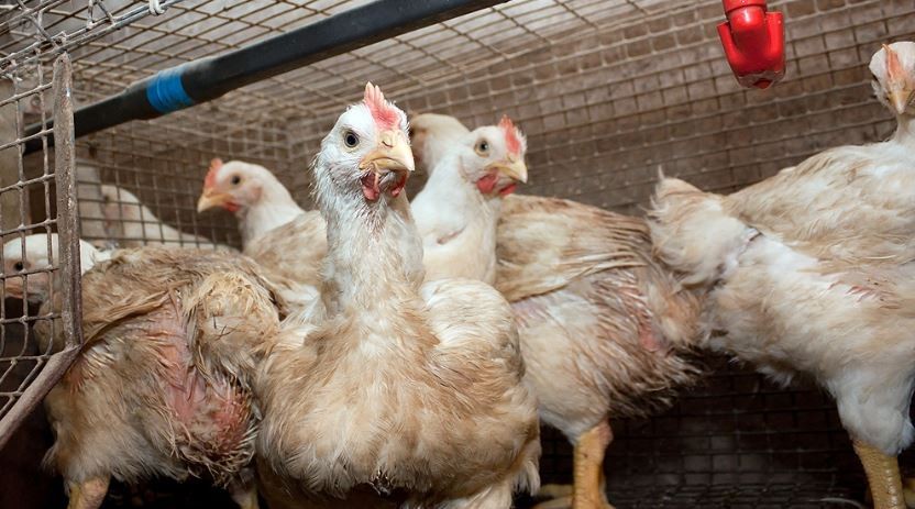 Gripe aviar: murieron más de 20 mil gallinas en una granja de Mar del Plata | Actualidad